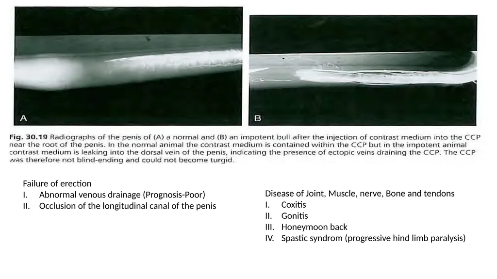 Impotentia Cocundi and Impotentia Generendi, - slide 18 of 24