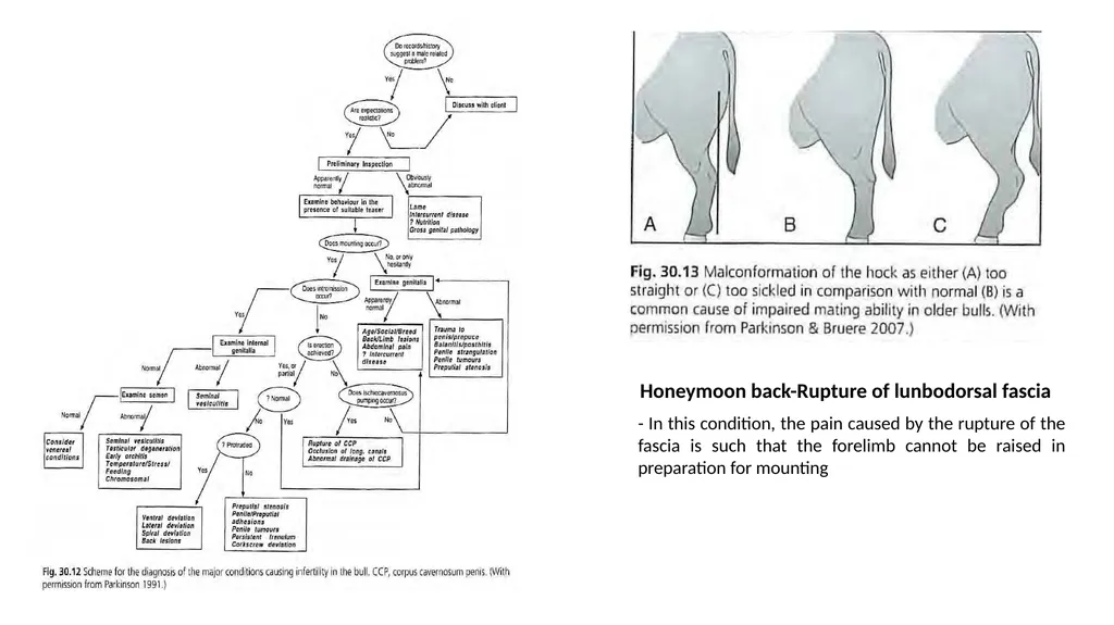 Impotentia Cocundi and Impotentia Generendi, - slide 13 of 24