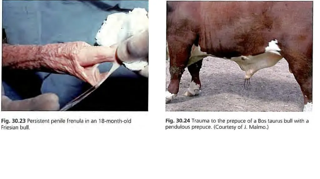 Impotentia Cocundi and Impotentia Generendi, - slide 22 of 24