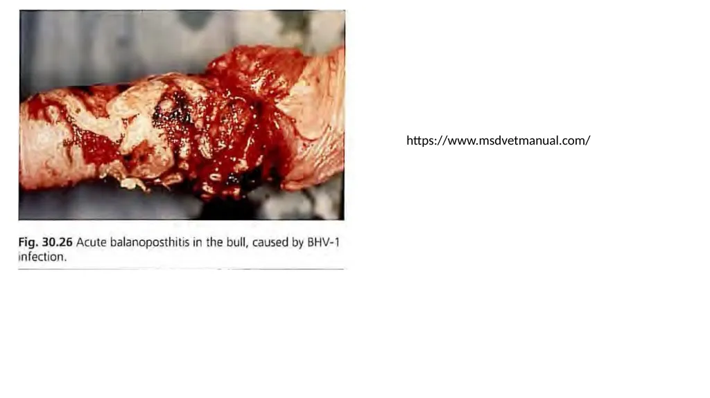 Impotentia Cocundi and Impotentia Generendi, - slide 24 of 24