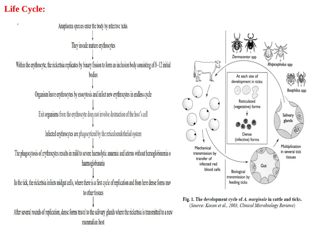 Bovine Anaplasmosis VMD- Unit: 5 Dr. Anil Kumar - slide 5 of 10