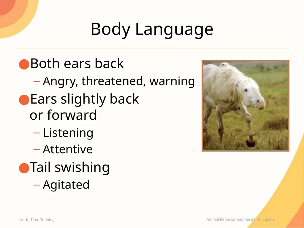Animal Behavior and Restraint Equine Equine - slide 4 of 13