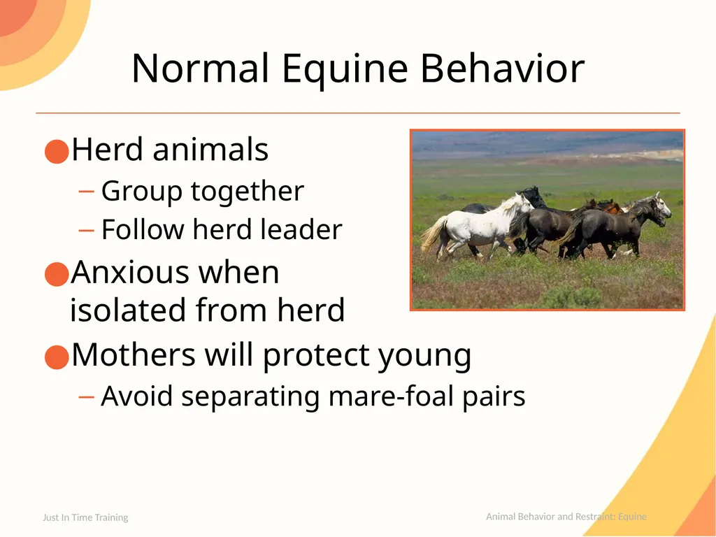 Animal Behavior and Restraint Equine Equine - slide 3 of 13