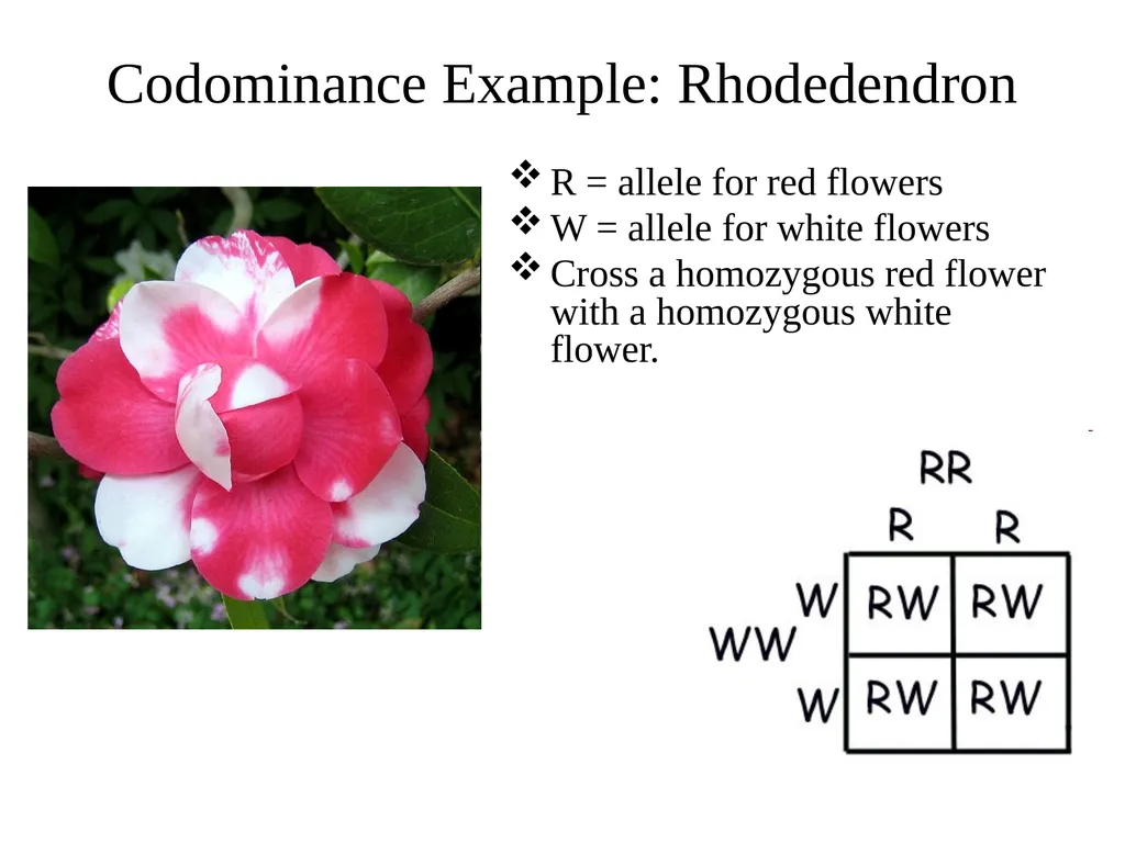 Snapdragons - slide 12 of 43