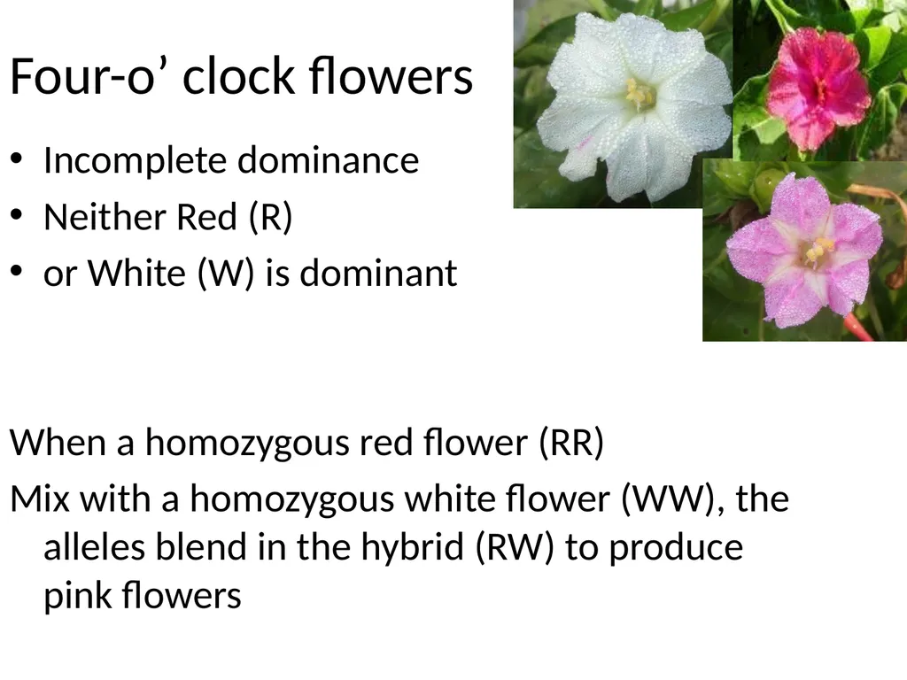 Snapdragons - slide 5 of 43