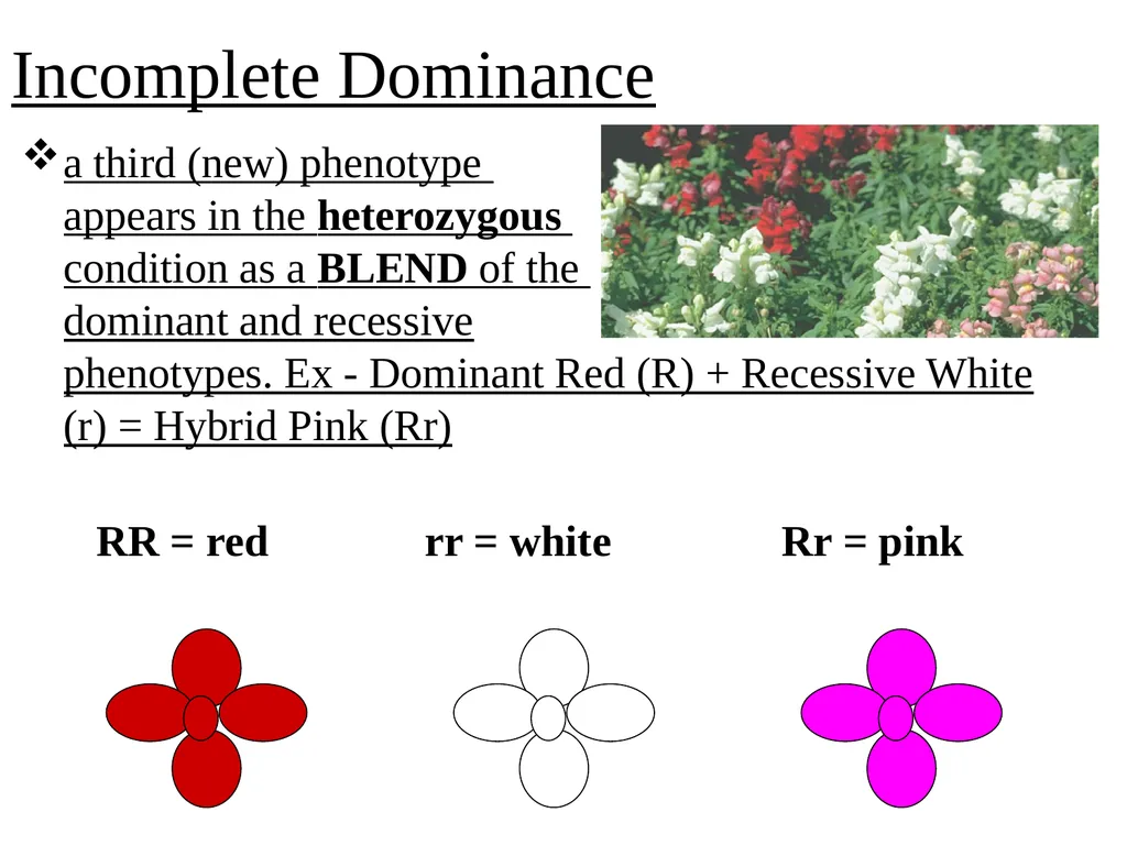 Snapdragons - slide 3 of 43