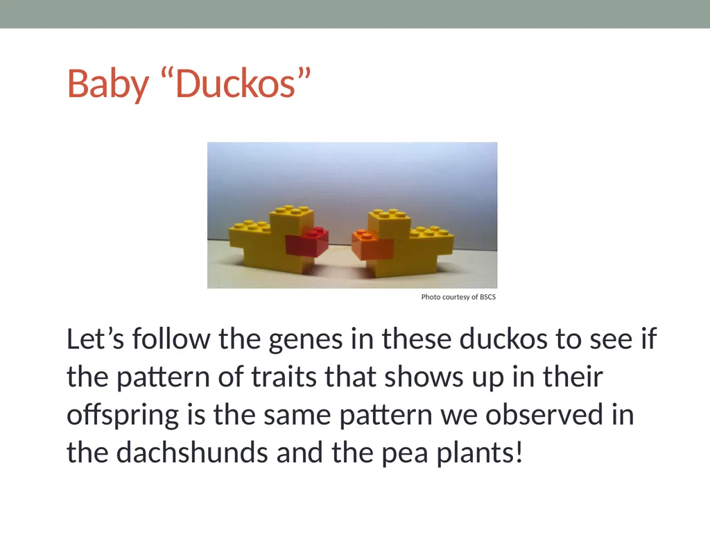 GENETICS Lesson 4a How Can a Model of Inheritance - slide 6 of 12