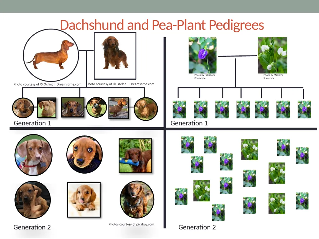 GENETICS Lesson 4a How Can a Model of Inheritance - slide 3 of 12