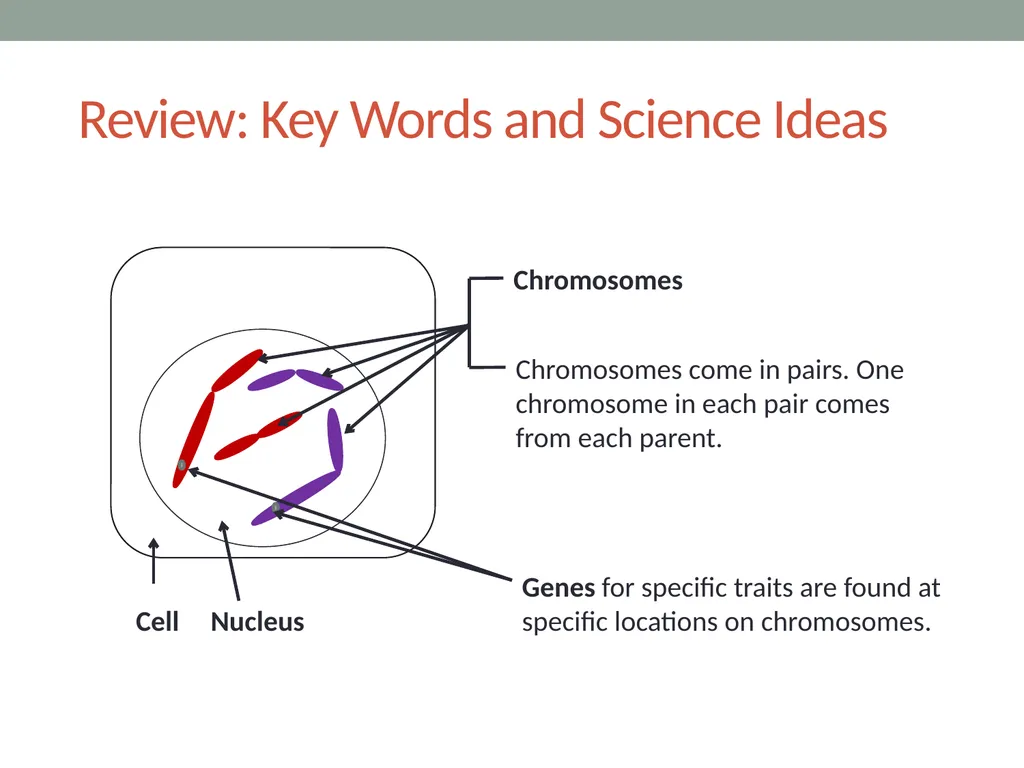 GENETICS Lesson 4a How Can a Model of Inheritance - slide 2 of 12