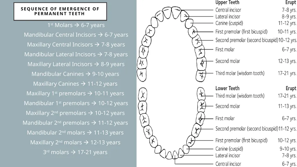 The Dentitions Dr. Pinar Khalis BDS, MSc in - slide 10 of 12