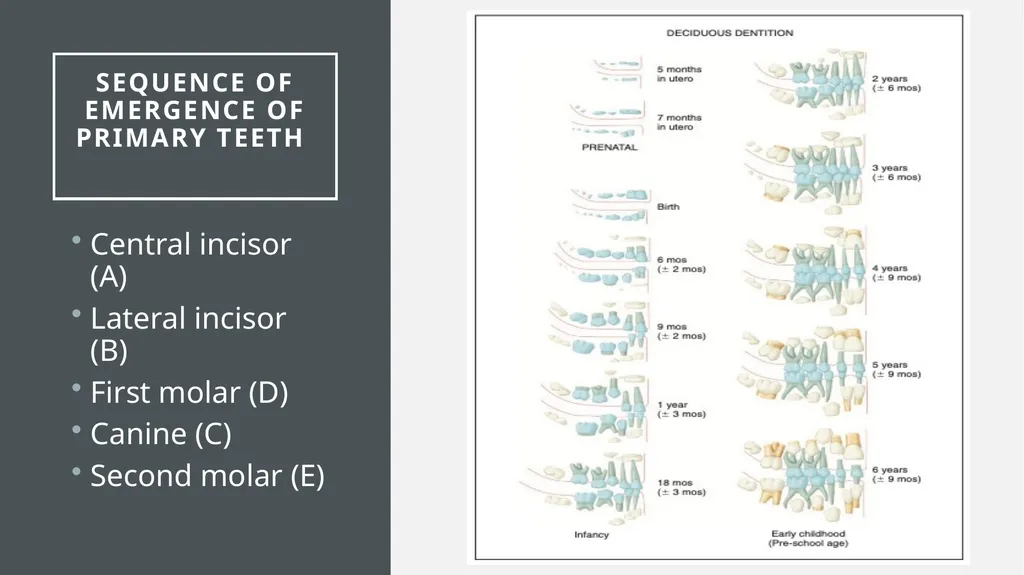 The Dentitions Dr. Pinar Khalis BDS, MSc in - slide 6 of 12