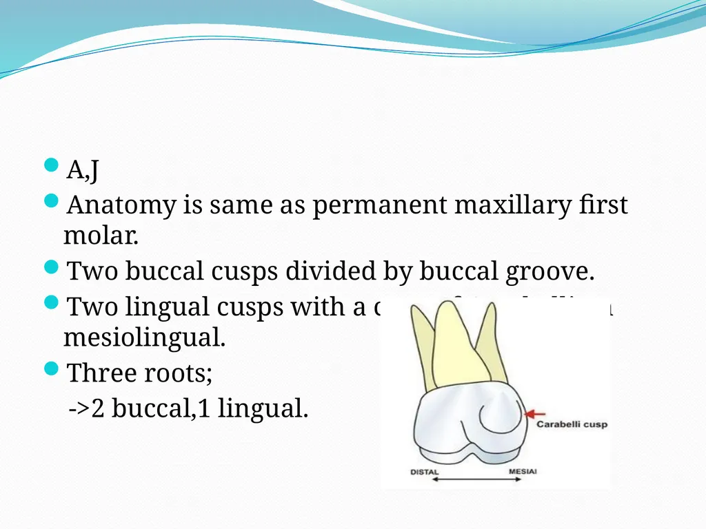 PRIMARY TEETH OBJECTIVES : 1) Identify name , - slide 14 of 22