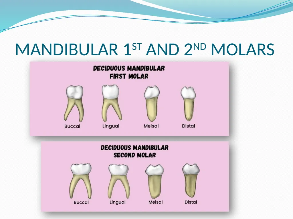 PRIMARY TEETH OBJECTIVES : 1) Identify name , - slide 20 of 22