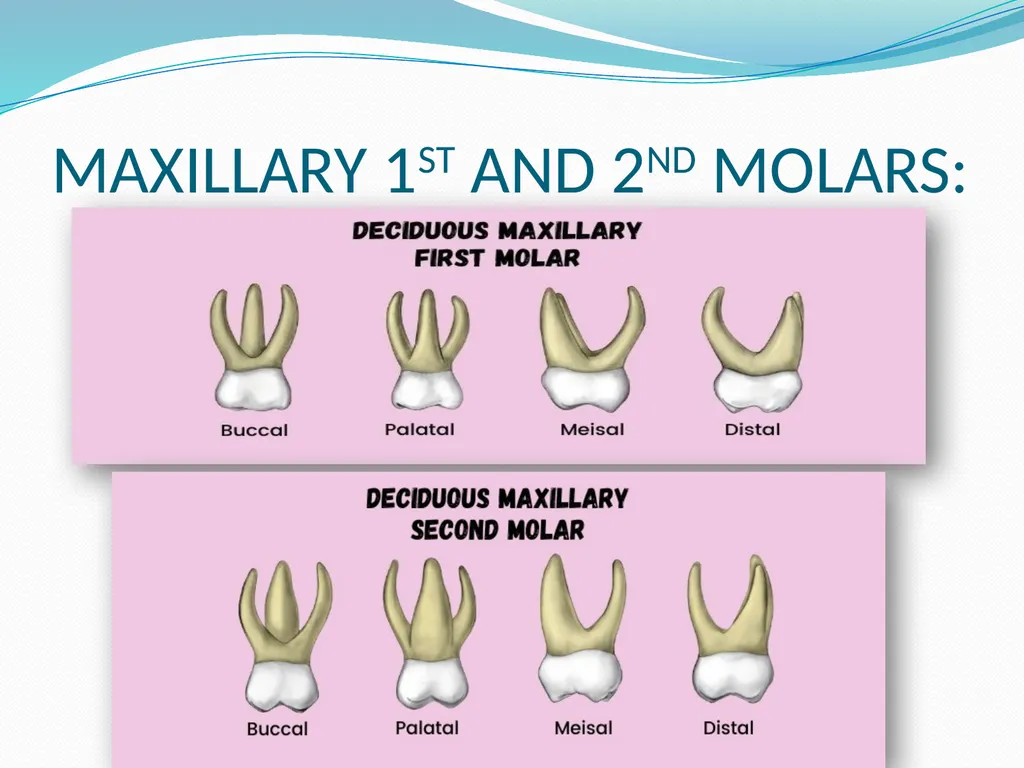 PRIMARY TEETH OBJECTIVES : 1) Identify name , - slide 15 of 22