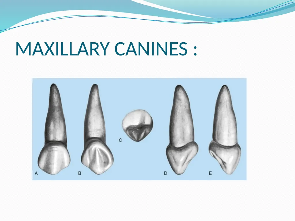 PRIMARY TEETH OBJECTIVES : 1) Identify name , - slide 9 of 22