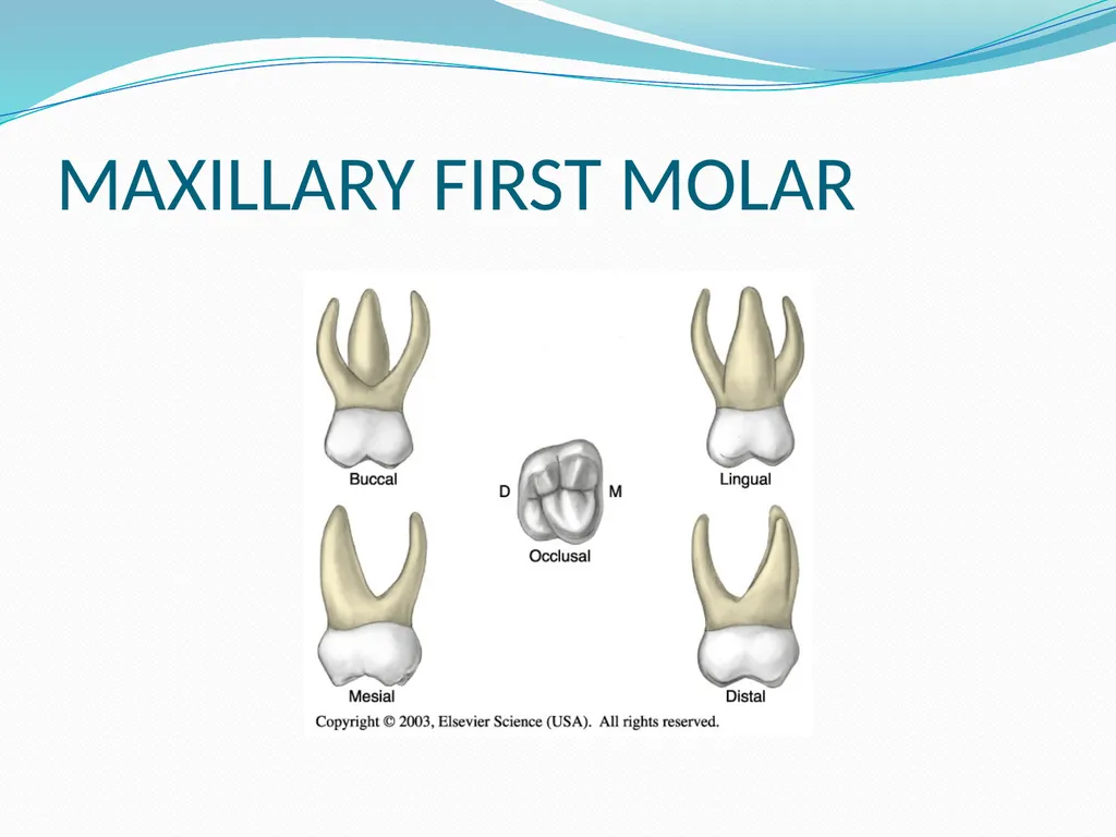 PRIMARY TEETH OBJECTIVES : 1) Identify name , - slide 11 of 22