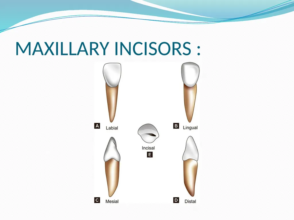 PRIMARY TEETH OBJECTIVES : 1) Identify name , - slide 7 of 22
