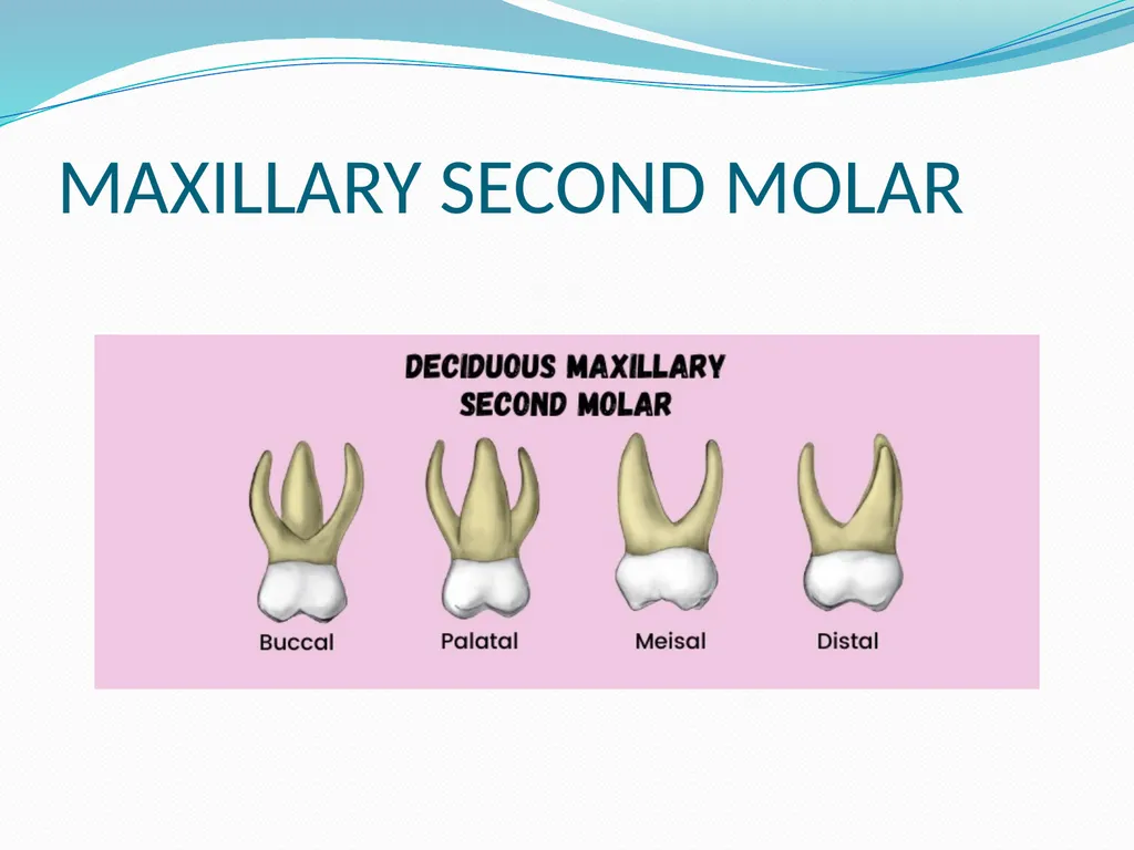 PRIMARY TEETH OBJECTIVES : 1) Identify name , - slide 13 of 22
