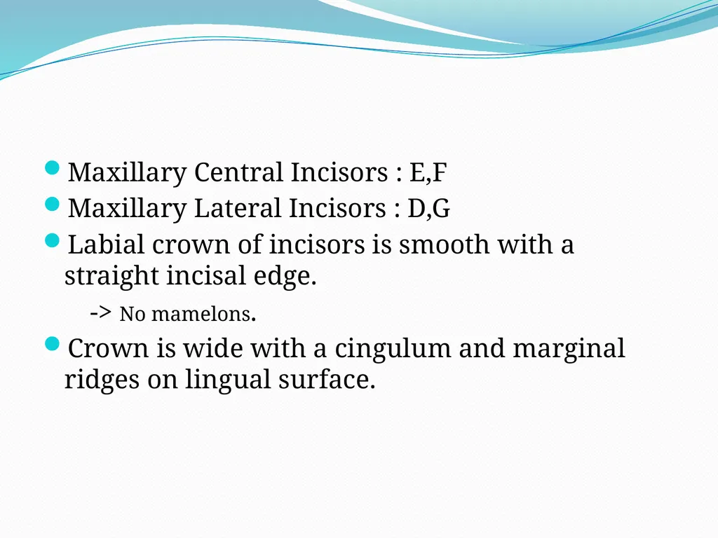 PRIMARY TEETH OBJECTIVES : 1) Identify name , - slide 8 of 22