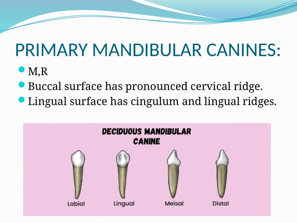 PRIMARY TEETH OBJECTIVES : 1) Identify name , - slide 17 of 22