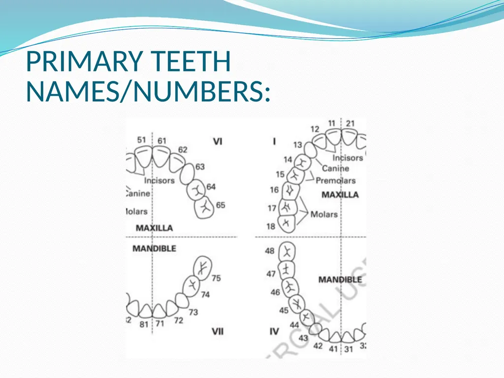 PRIMARY TEETH OBJECTIVES : 1) Identify name , - slide 4 of 22