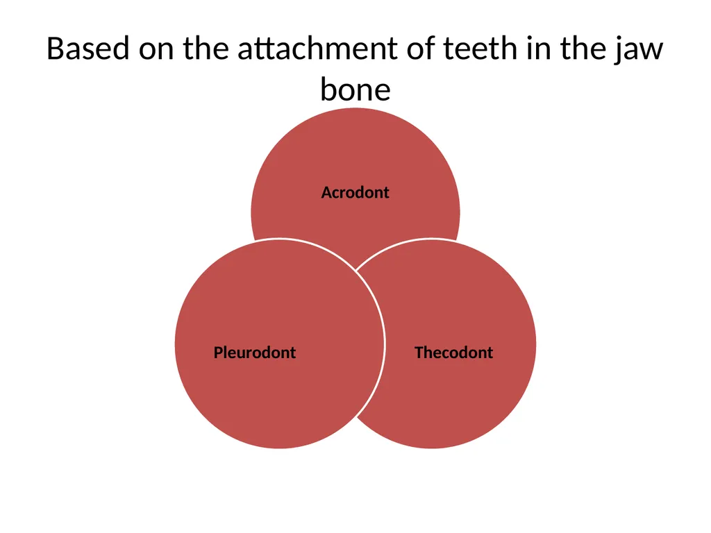 DENTITION IN MAMMALS By G.ADITYA KUMAR - slide 5 of 8