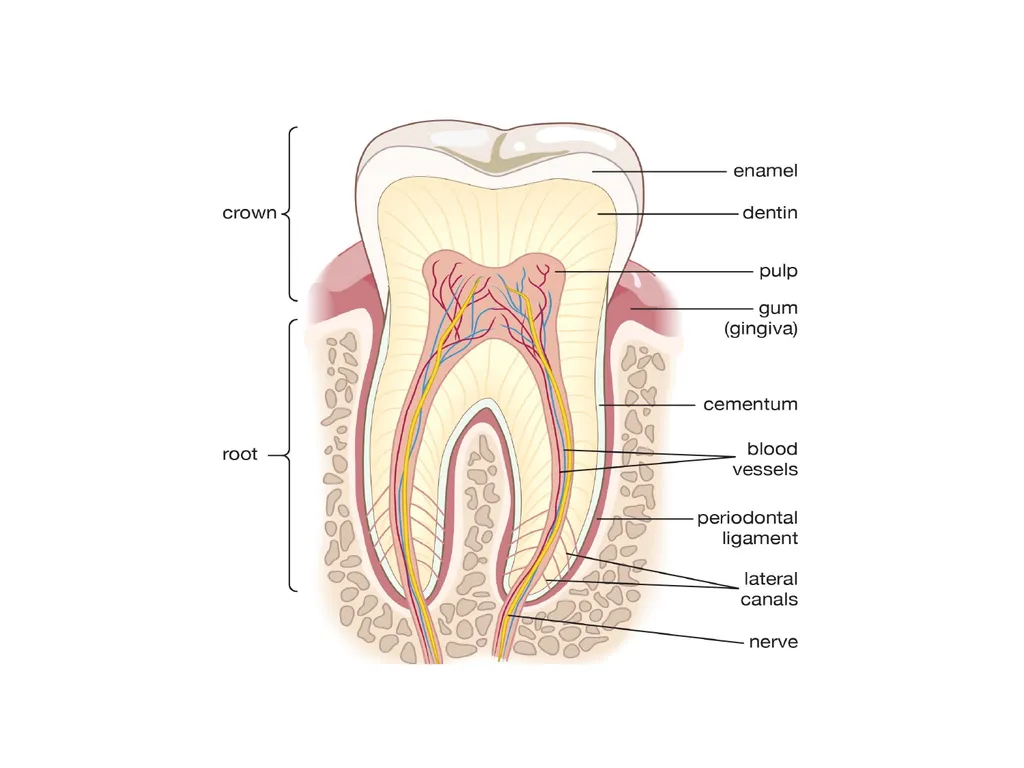 DENTITION IN MAMMALS By G.ADITYA KUMAR - slide 4 of 8