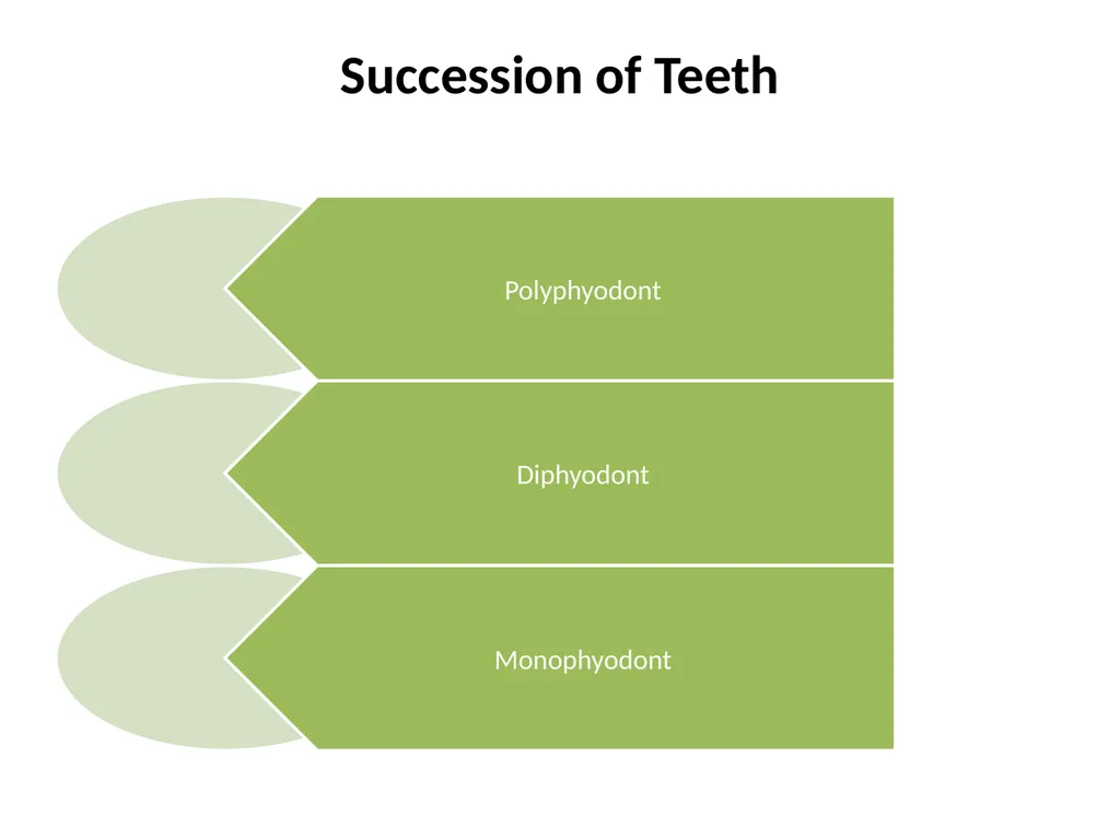 DENTITION IN MAMMALS By G.ADITYA KUMAR - slide 7 of 8