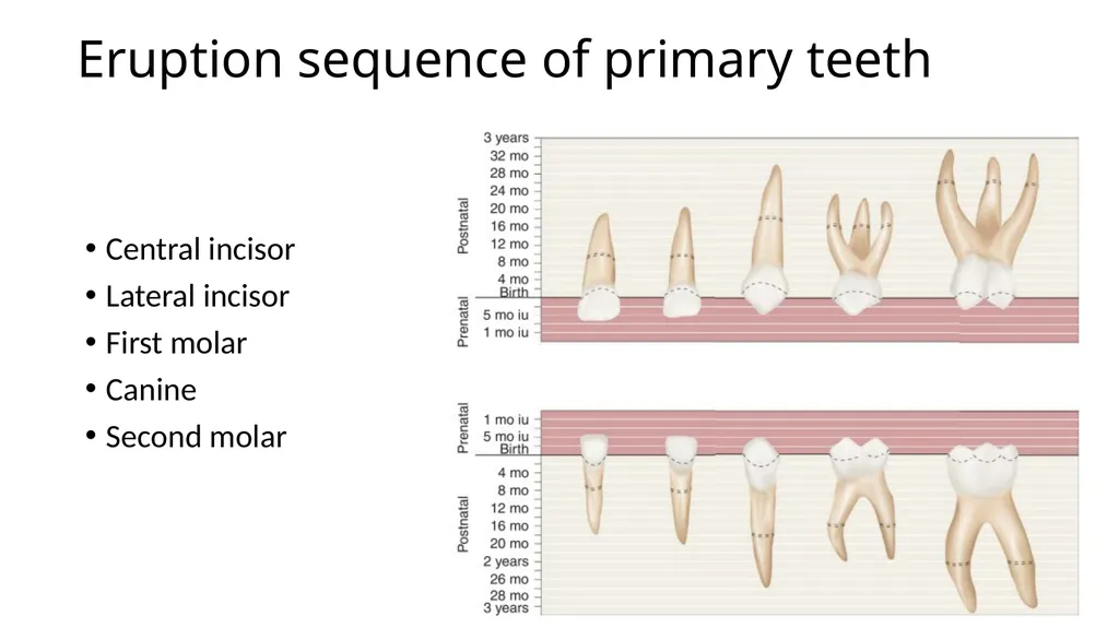 Lecture#3: Primary Dentition Dr Vinothkumar.S - slide 3 of 13