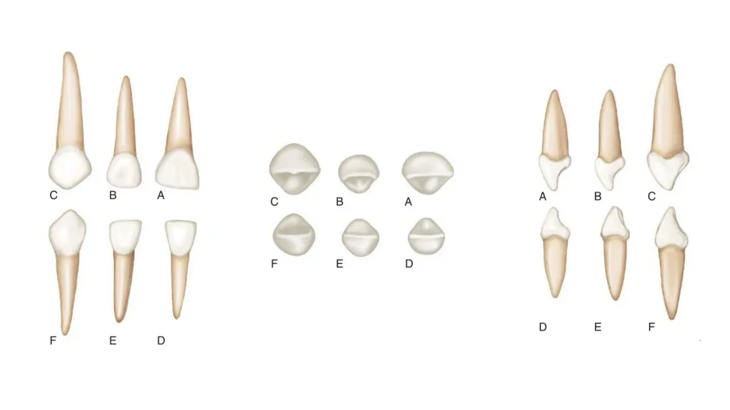 Lecture#3: Primary Dentition Dr Vinothkumar.S - slide 11 of 13