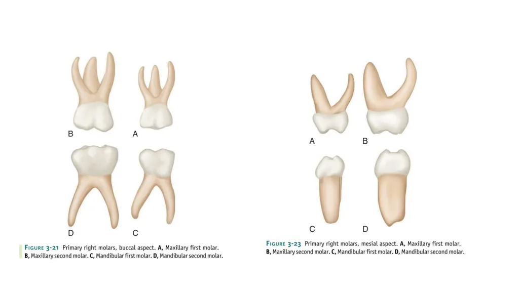 Lecture#3: Primary Dentition Dr Vinothkumar.S - slide 12 of 13