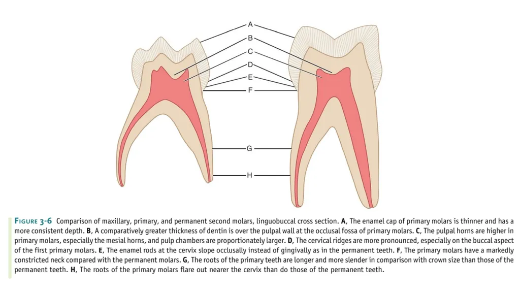 Lecture#3: Primary Dentition Dr Vinothkumar.S - slide 9 of 13