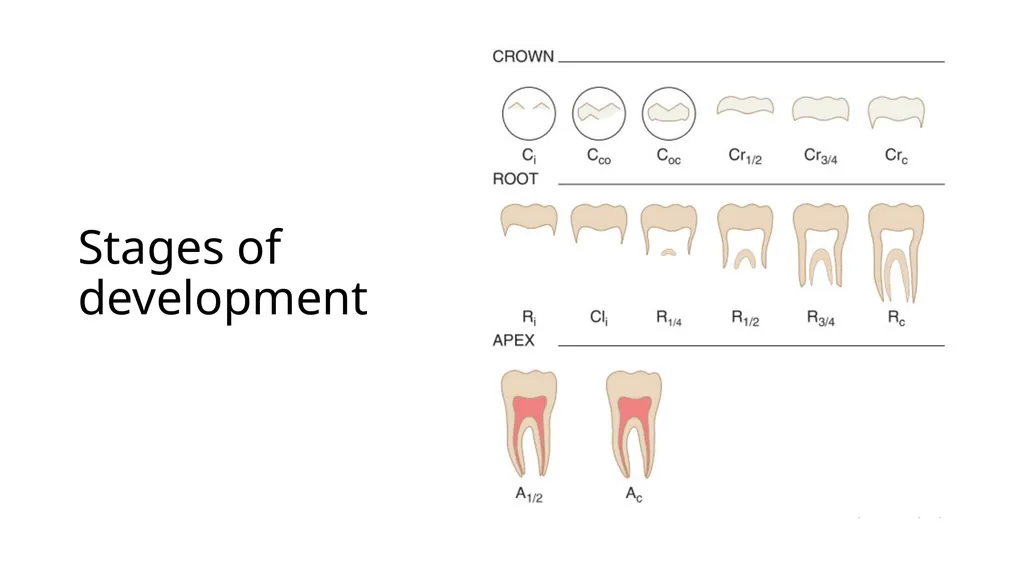 Lecture#3: Primary Dentition Dr Vinothkumar.S - slide 2 of 13