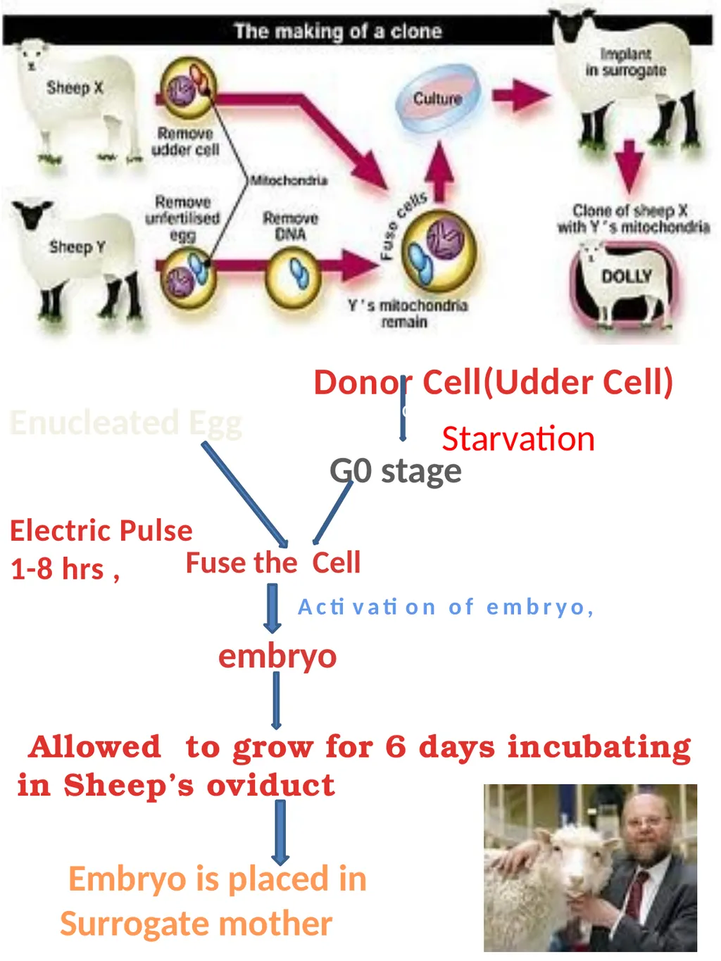 Somatic cell Nuclear Transfer In genetics and - slide 9 of 17