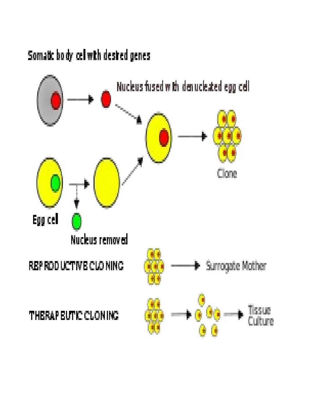 Somatic cell Nuclear Transfer In genetics and - slide 4 of 17