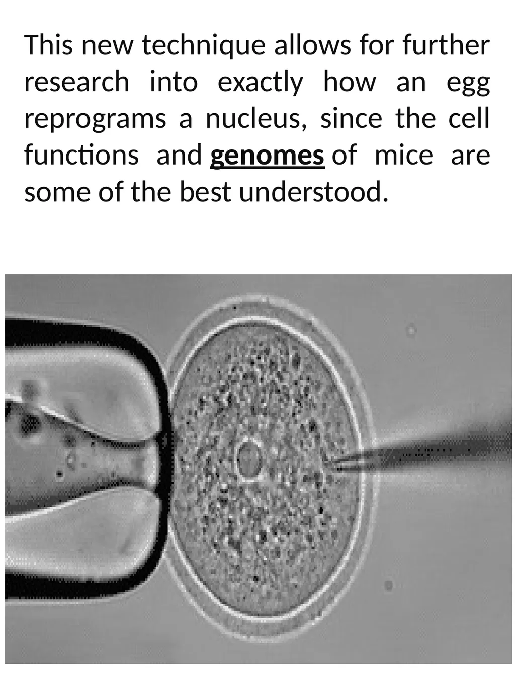 Somatic cell Nuclear Transfer In genetics and - slide 16 of 17