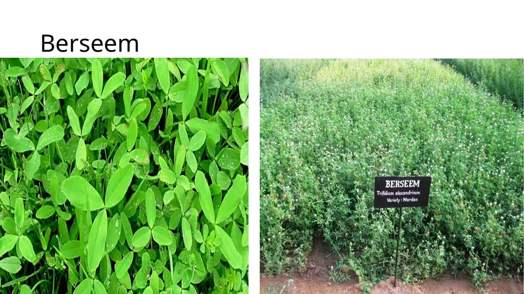 Agronomical Practices for fodder production - slide 10 of 16
