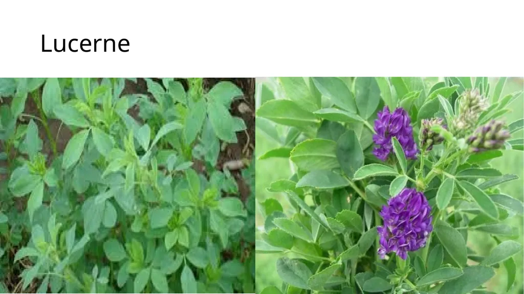 Agronomical Practices for fodder production - slide 9 of 16