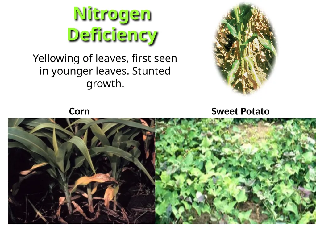 Soils Need Nutrients Too KEEPING SOILS FIT Most - slide 10 of 14