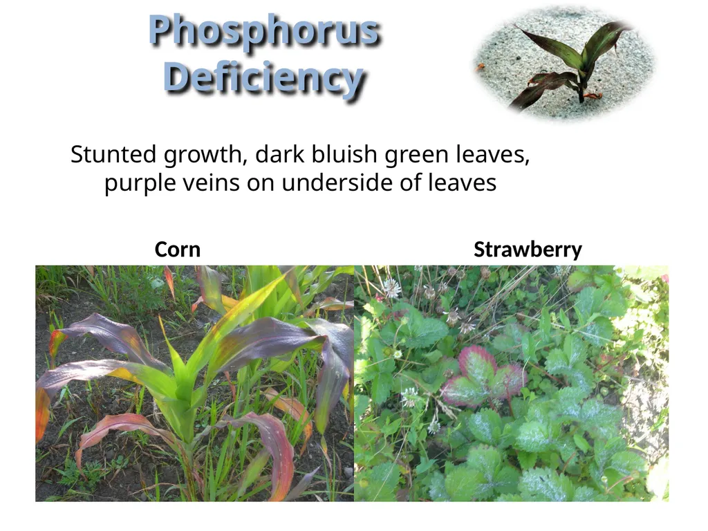Soils Need Nutrients Too KEEPING SOILS FIT Most - slide 11 of 14