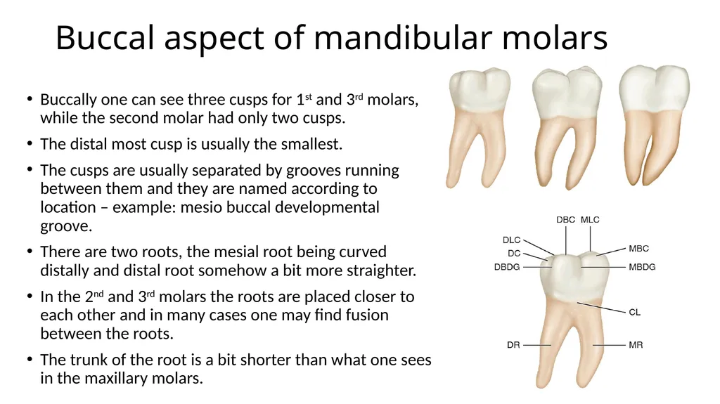 Mandibular molars Dr Vinothkumar Sengottaiyan MDS - slide 3 of 9