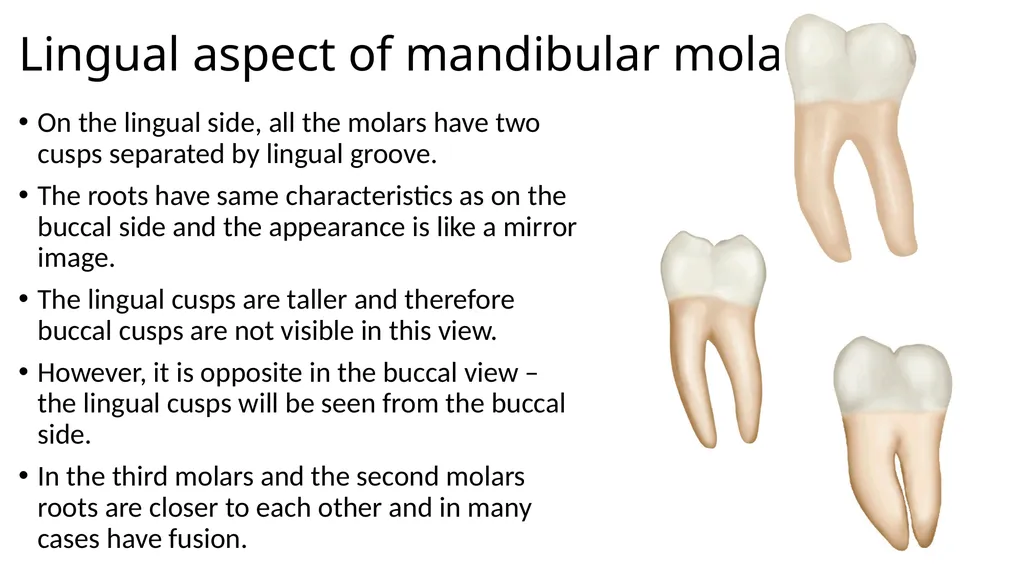 Mandibular molars Dr Vinothkumar Sengottaiyan MDS - slide 4 of 9
