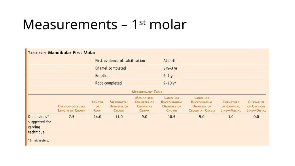 Mandibular molars Dr Vinothkumar Sengottaiyan MDS - slide 7 of 9