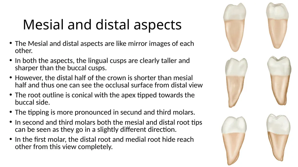 Mandibular molars Dr Vinothkumar Sengottaiyan MDS - slide 5 of 9