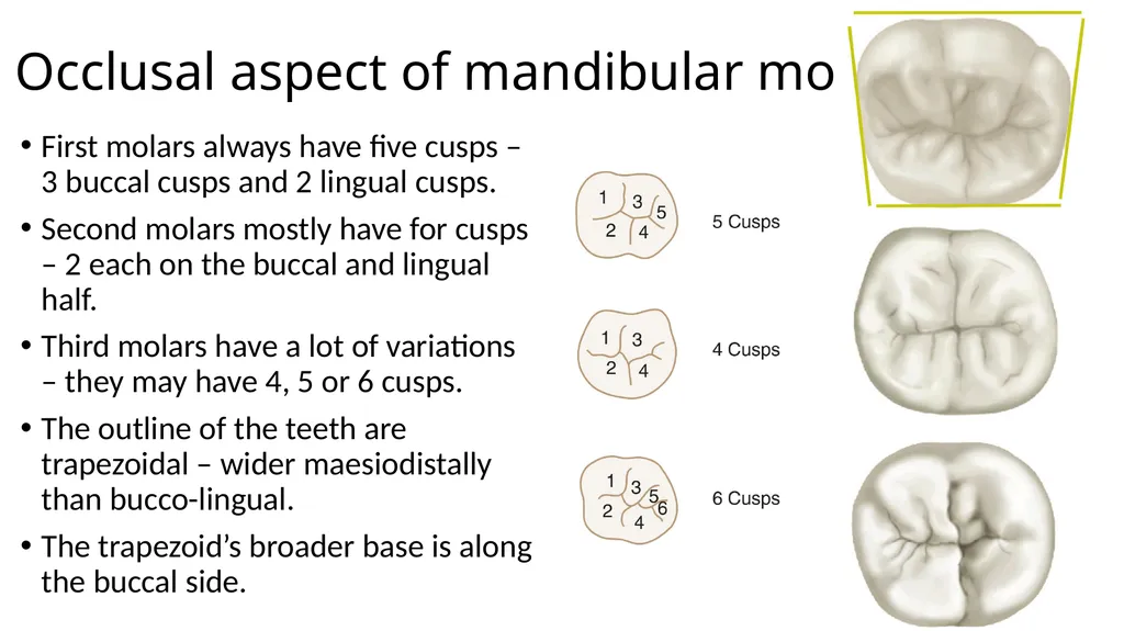 Mandibular molars Dr Vinothkumar Sengottaiyan MDS - slide 6 of 9