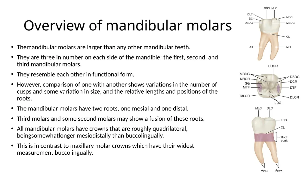 Mandibular molars Dr Vinothkumar Sengottaiyan MDS - slide 2 of 9