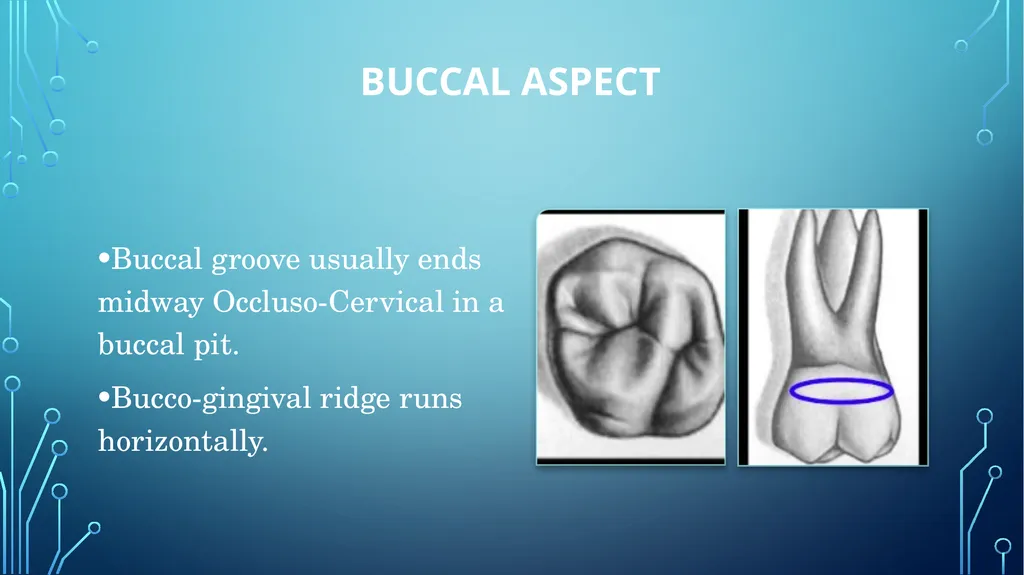 The permanent maxillary molars Dr. pinar khalis - slide 14 of 50
