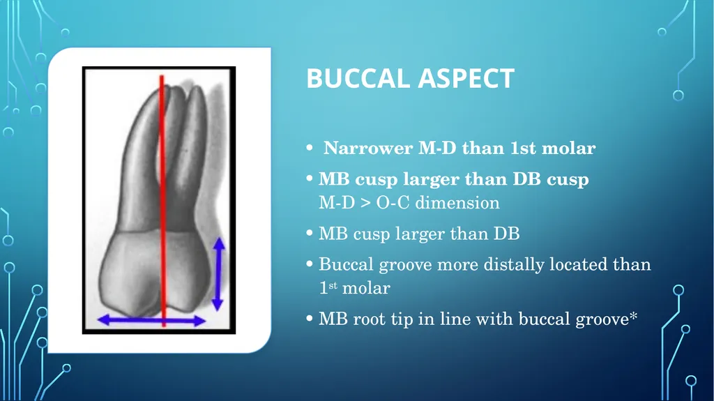 The permanent maxillary molars Dr. pinar khalis - slide 36 of 50