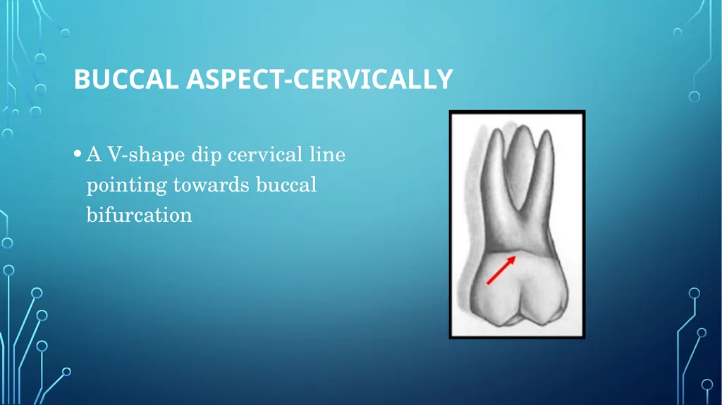 The permanent maxillary molars Dr. pinar khalis - slide 12 of 50