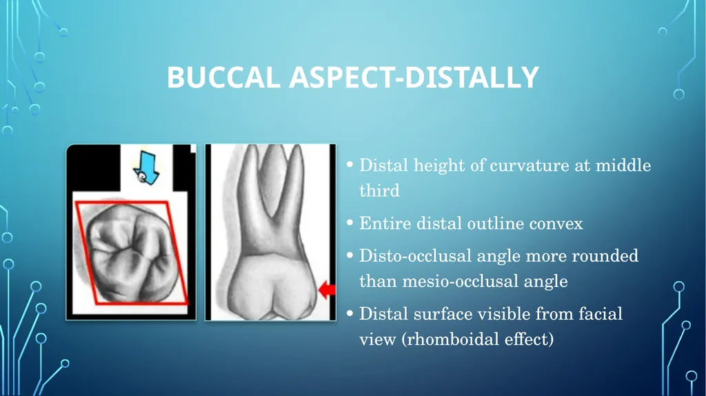 The permanent maxillary molars Dr. pinar khalis - slide 11 of 50